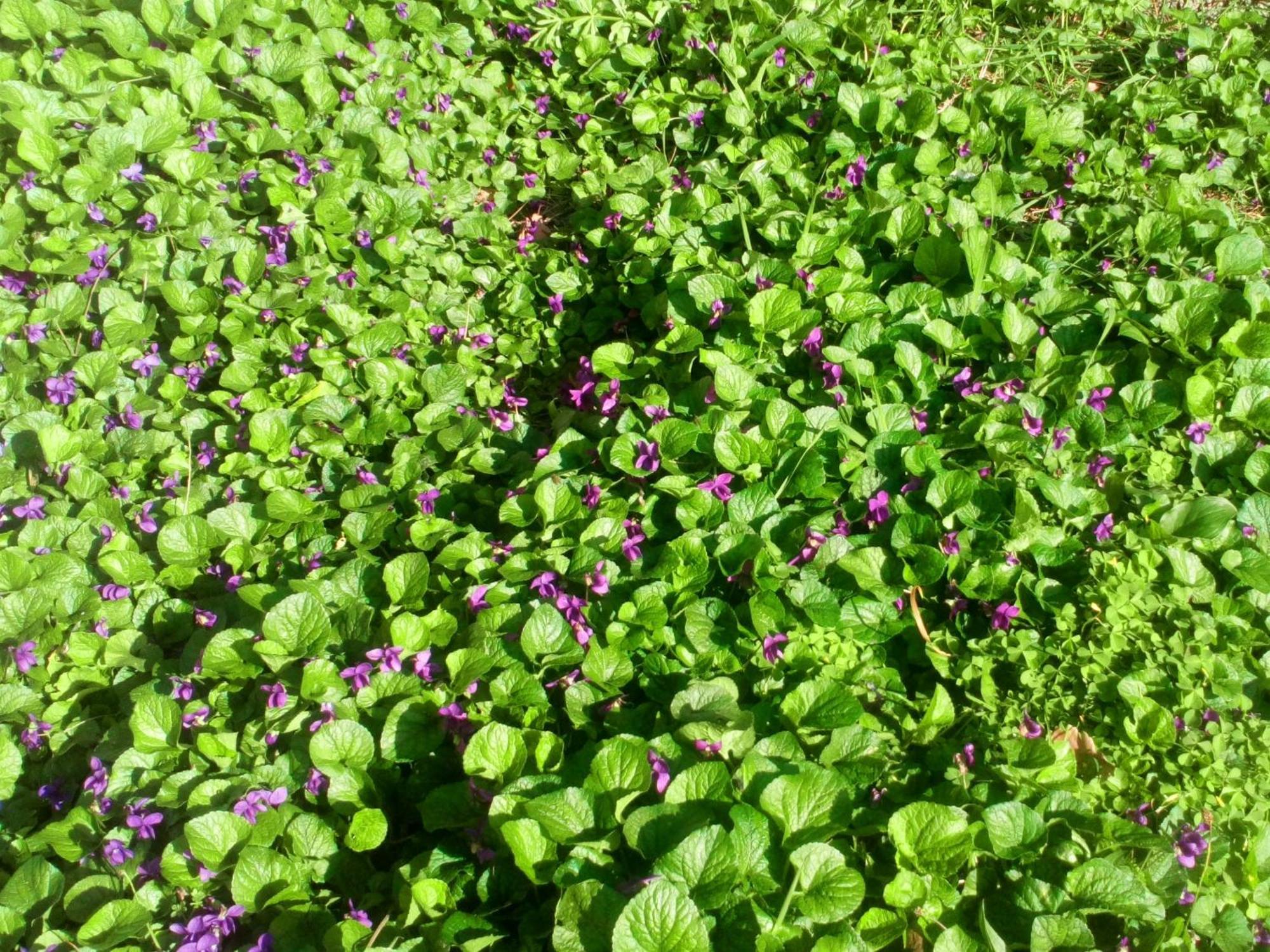 T3 L'olivier & Jardin 1 A 4 Pers A Terra